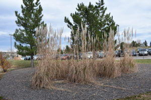 Grandview’s Green Thumb