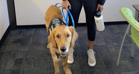 Roman, Medical Alert Dog